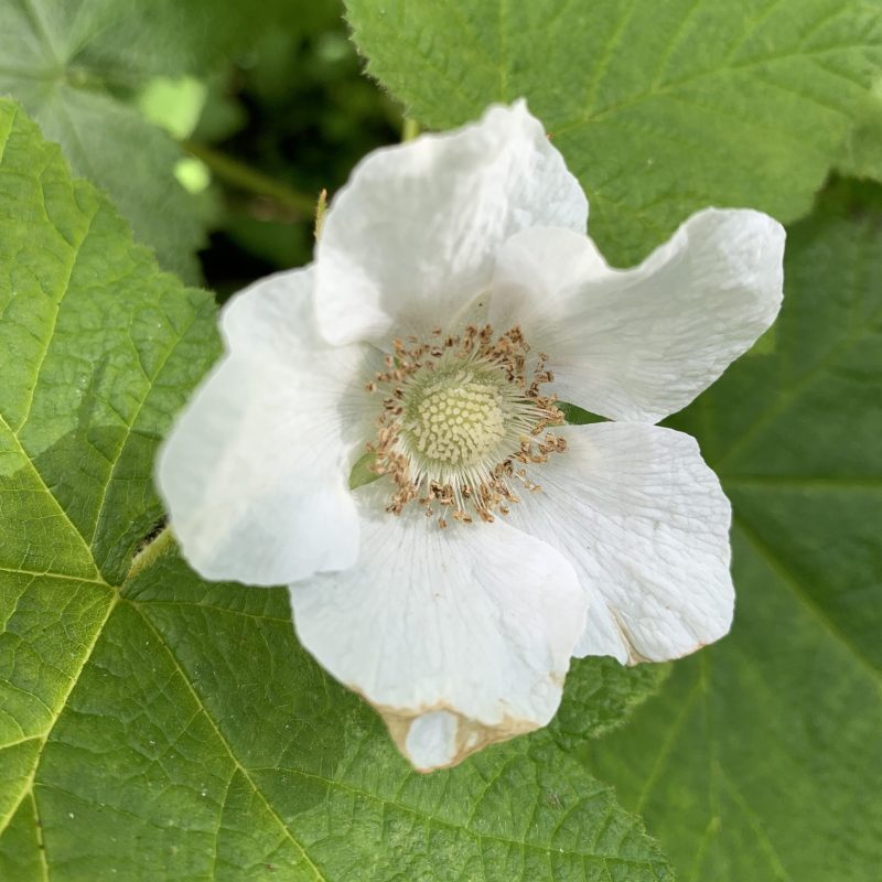 Close up of Thimbleberry flower