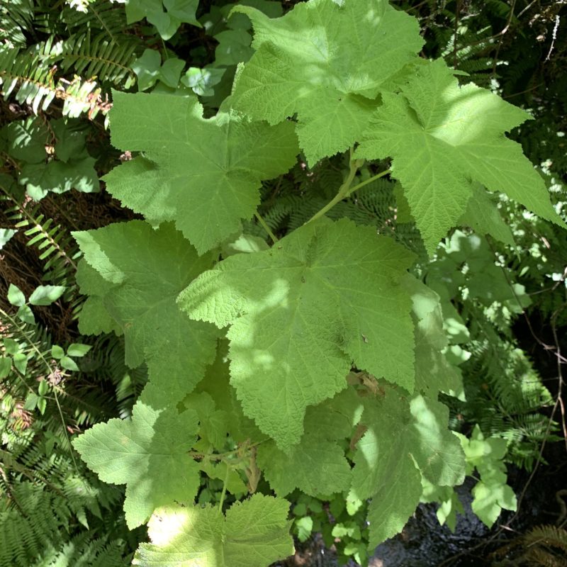Thimbleberry plant next to creek.