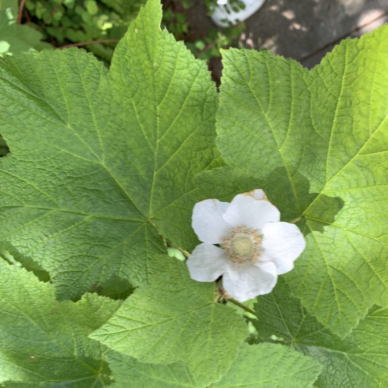 Thimbleberry flower and leaves