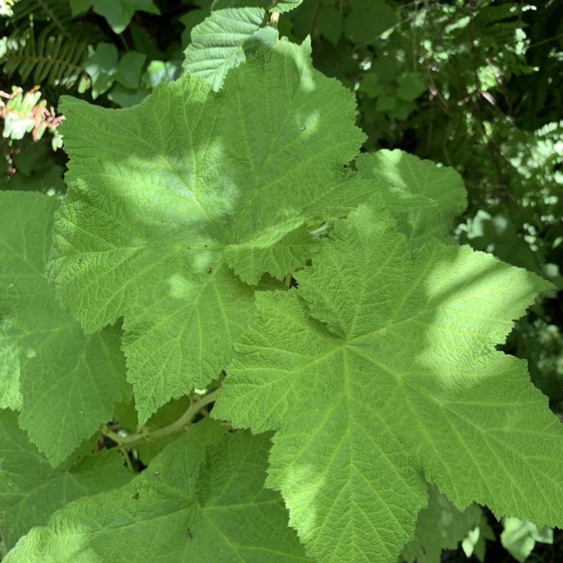 Western Thimbleberry leaves on ???