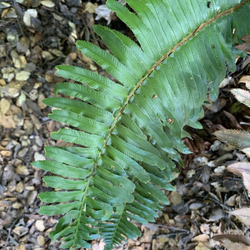 Western sword fern frond Plaskon Nature Trail.