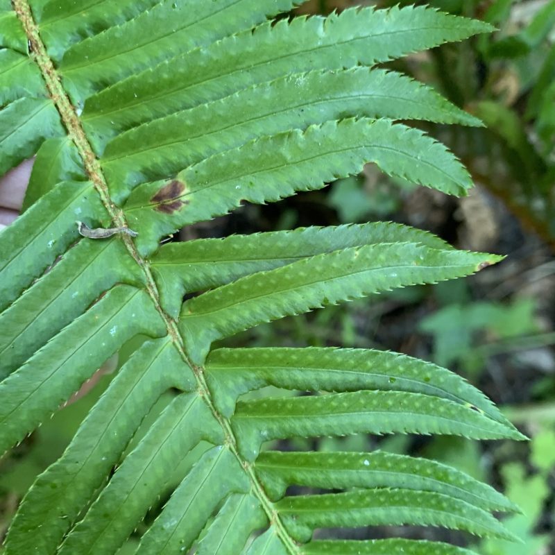 Western sword fern frond showing hilt on pinna or leaf.
