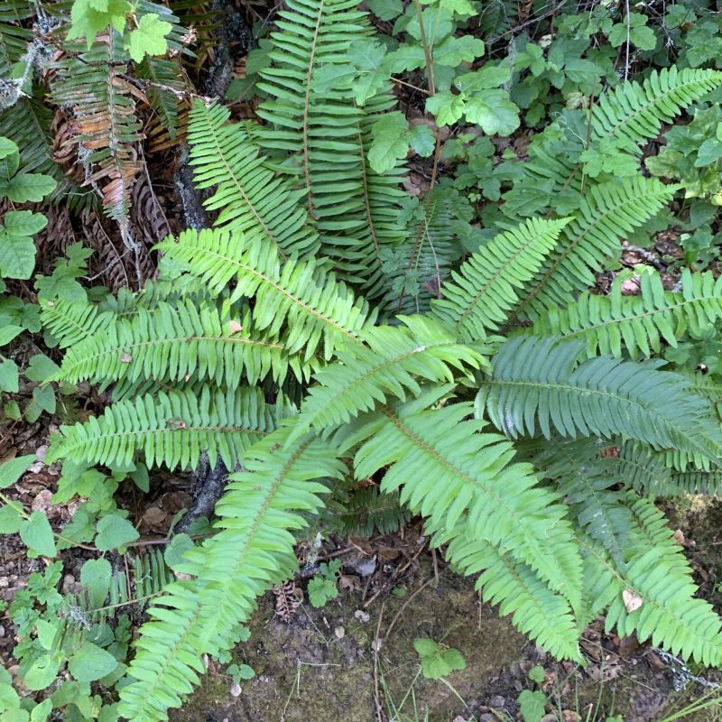 Western sword fern plant on Plankston Nature Trail.