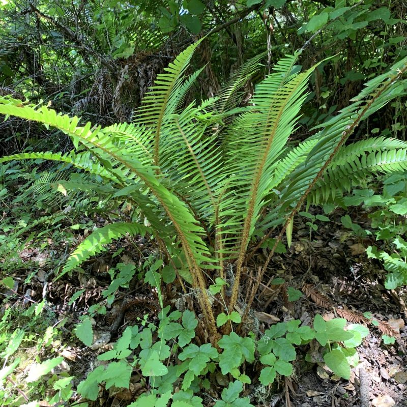 Western sword fern plant on Plankston Nature Trail.