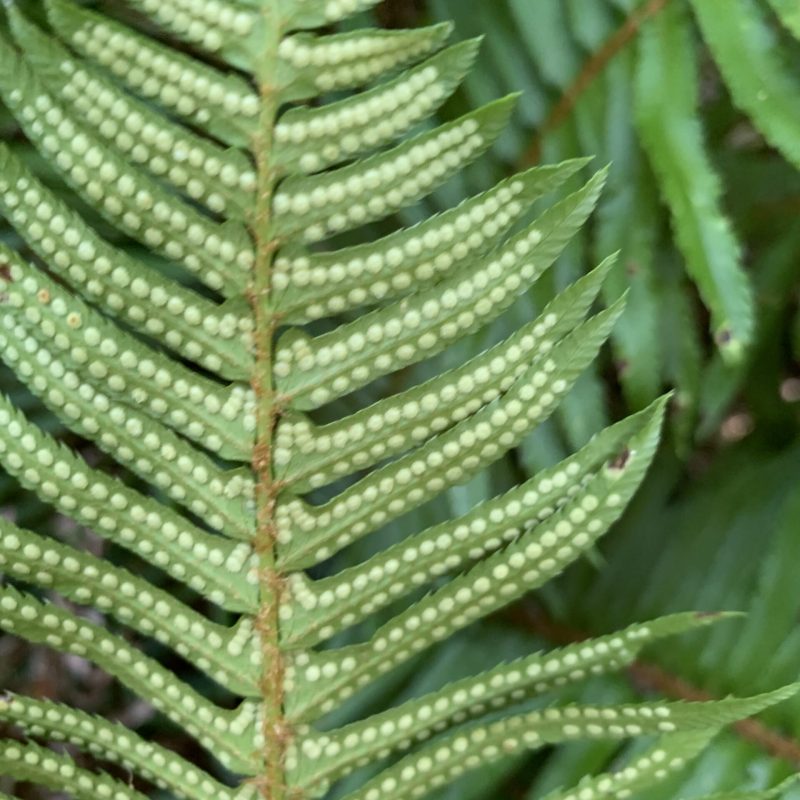 Western sword fern showing sori in rows on underside of frond.