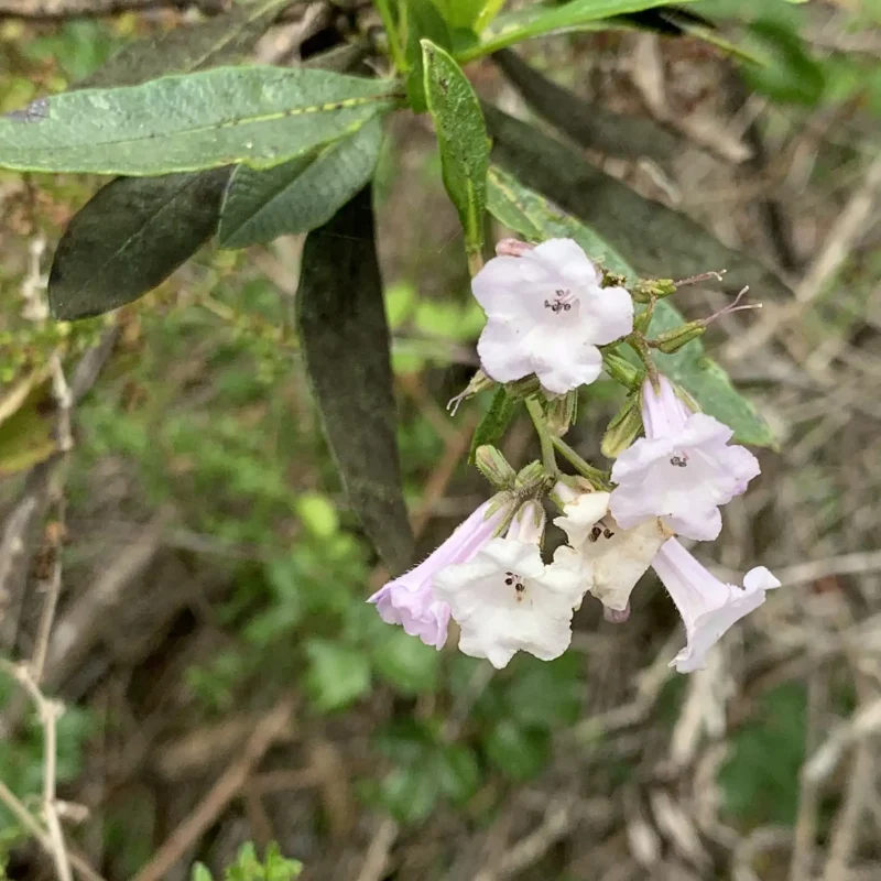 Photo of Yerba Santa flowers