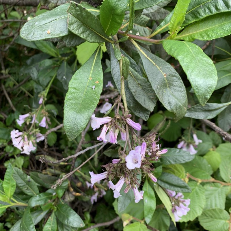Yerba Santa Flowers at the Visitor Center.
