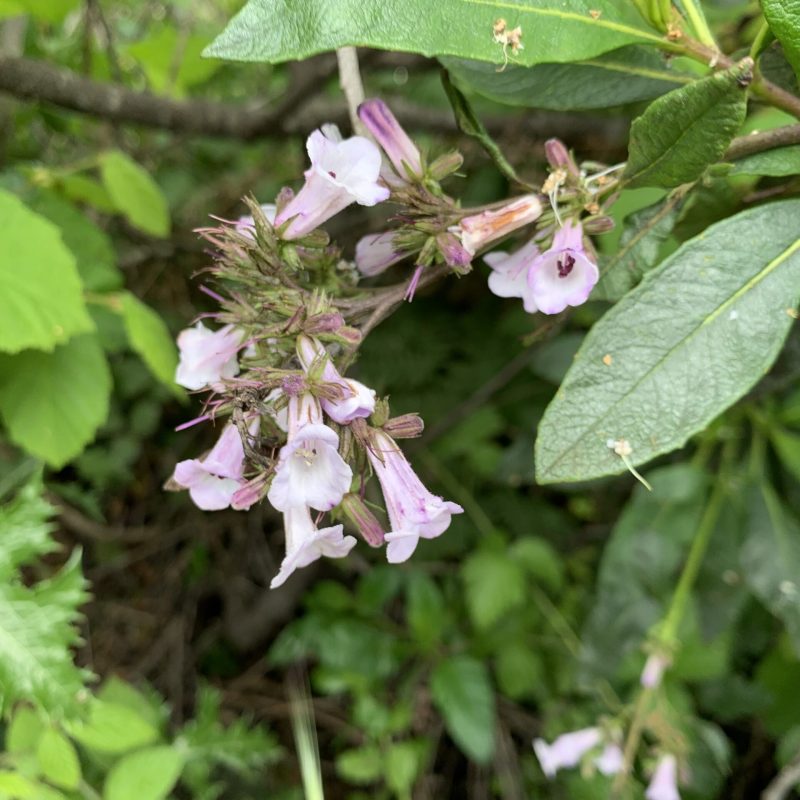 Yerba Santa Flowers at the Visitor Center.